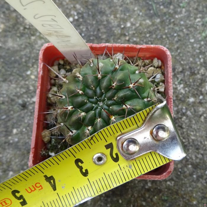 Sulcorebutia steinbachii v.horrida-velikost.jpg